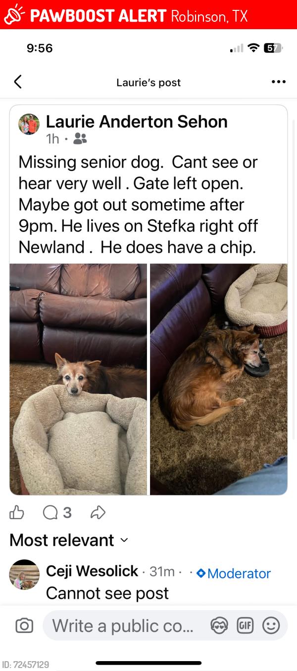Lost Male Dog last seen Newland robinson Texas , Robinson, TX 76706