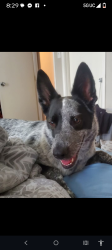 Lost Female Dog last seen Norma and Meadowbrook, Fort Worth, TX 76103