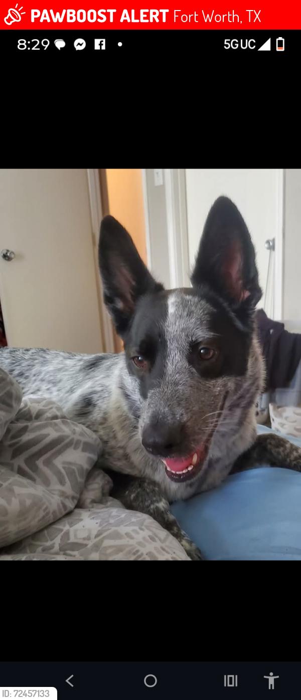Lost Female Dog last seen Norma and Meadowbrook, Fort Worth, TX 76103