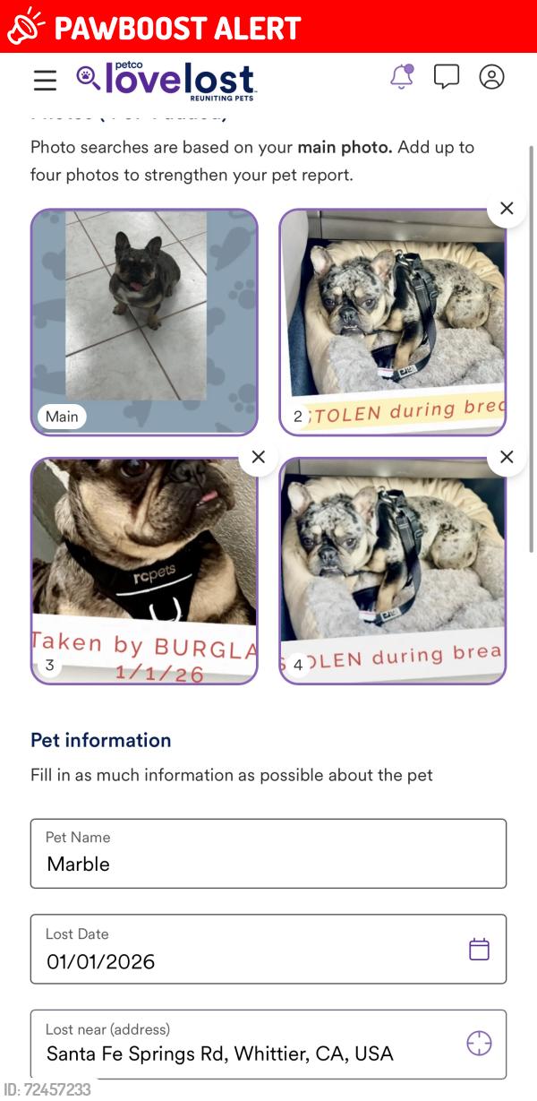 Lost Male Dog last seen Slauson ave Whittier Santa Fe springs area , West Whittier-Los Nietos, CA 90606
