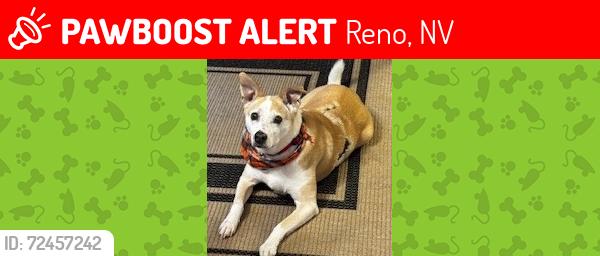 Lost Male Dog last seen ests Dr, Reno, NV 89506