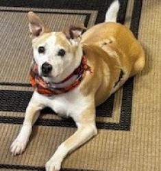 Lost Male Dog last seen ests Dr, Reno, NV 89506