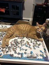 Lost Male Cat last seen Woodcreek neighborhood , Pearland, TX 77581