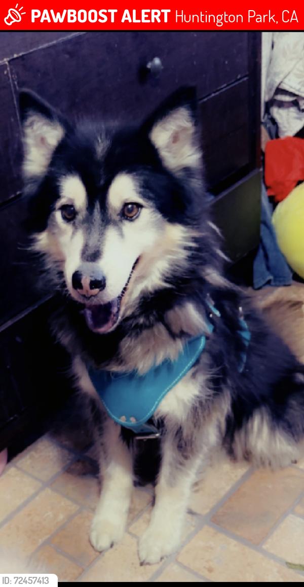 Lost Male Dog last seen Near plaska ave Huntington Park , Huntington Park, CA 90255