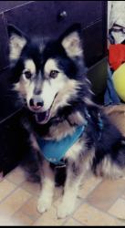Lost Male Dog last seen Near plaska ave Huntington Park , Huntington Park, CA 90255