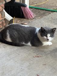 Lost Male Cat last seen Tenneryville road and lafamo rd., Longview, TX 75604