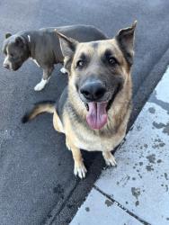 Reunited Male Dog last seen Cozine Elementary, North Las Vegas, NV 89031