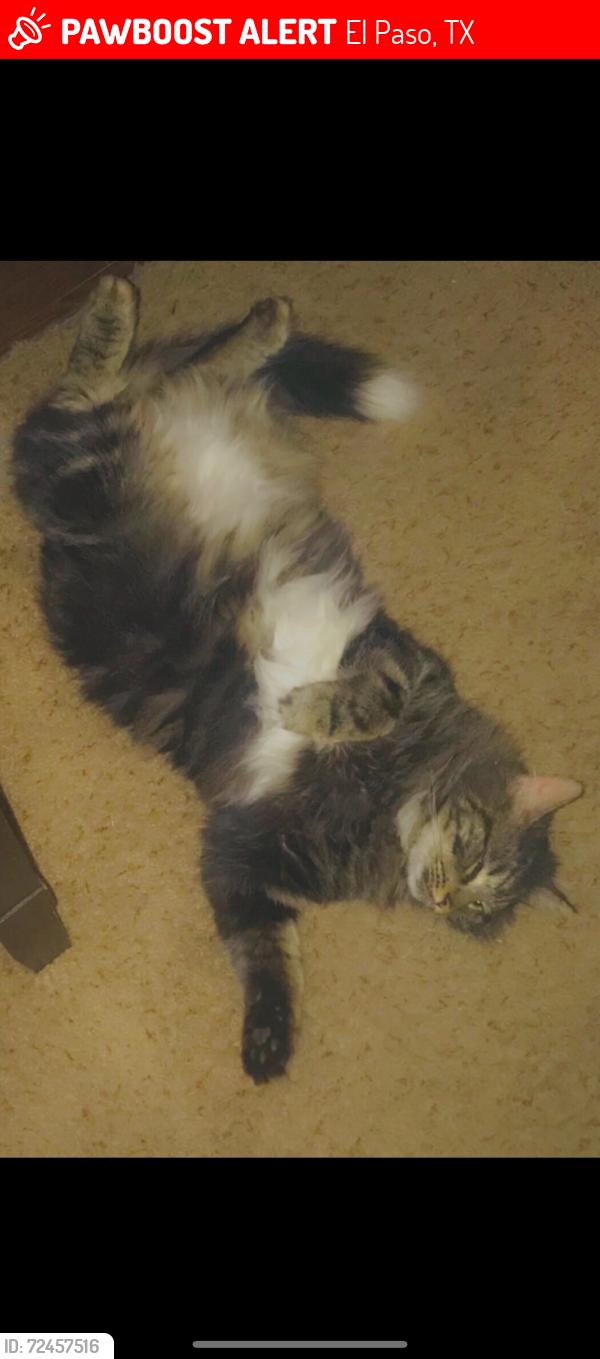 Lost Male Cat last seen Sambrano & alameda , El Paso, TX 79905