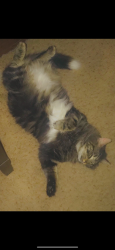 Lost Male Cat last seen Sambrano & alameda , El Paso, TX 79905