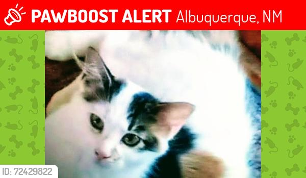 Lost Female Cat last seen My yard in North Valley, Albuquerque, NM 87114