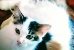 Lost Female Cat last seen My yard in North Valley, Albuquerque, NM 87114