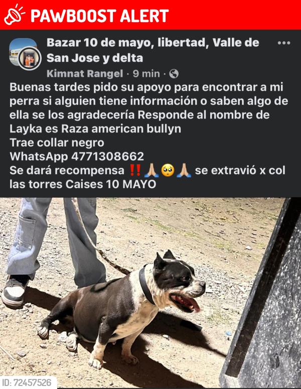 Lost Female Dog last seen Torre de castillo 302, León de los Aldama, Gto. 37548