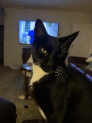 Lost Male Cat last seen Route 12 , Westmoreland, NH 03467