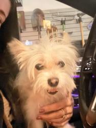 Reunited Unknown Dog last seen Near Sheffield and Possum, Norwalk, CT 06853