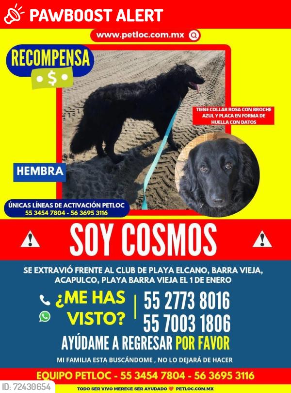 Lost Female Dog last seen Club de Playa Elcano Barra Vieja, Acapulco de Juárez, Gro. 39893