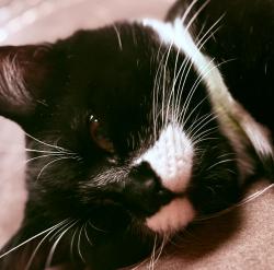Lost Male Cat last seen Thornton Lake Drive & Edgewood, Albany, OR 97321