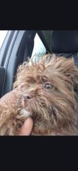 Reunited Female Dog last seen Near NW 19th St, Pompano Beach, FL 33060, USA, Pompano Beach, FL 33060