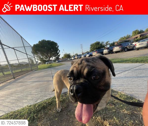 Lost Male Dog last seen Mitc and Wells, Riverside, CA 92505