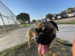 Lost Male Dog last seen Mitc and Wells, Riverside, CA 92505