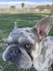 Lost Male Dog last seen Mitc and Wells, Riverside, CA 92505
