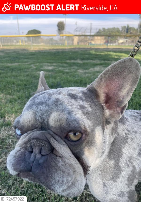 Lost Male Dog last seen Mitc and Wells, Riverside, CA 92505