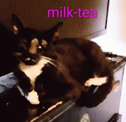 Lost Female Cat last seen Hope Lutheran Church and Hollingshed Rd , Irmo, SC 29063