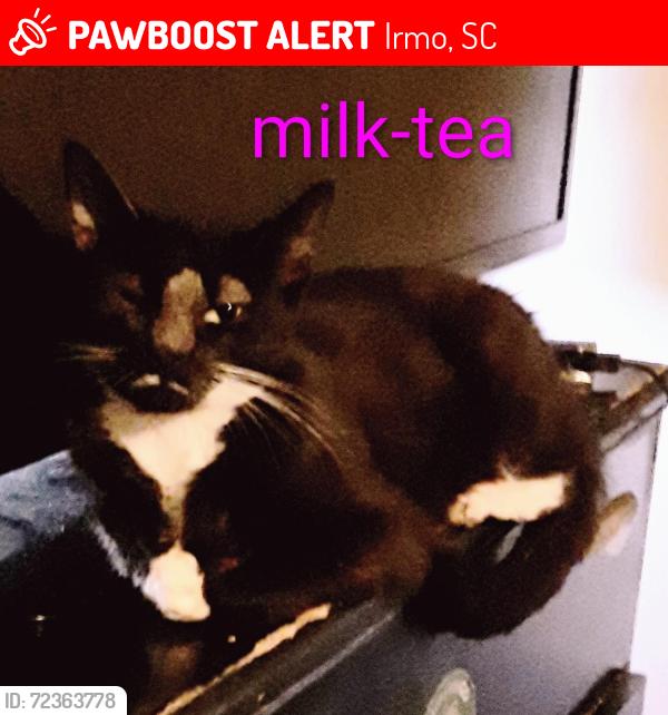 Lost Female Cat last seen Hope Lutheran Church and Hollingshed Rd , Irmo, SC 29063