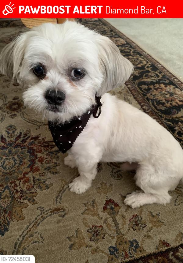 Lost Male Dog last seen Minnequa dr and Del Sol near Diamond Point Elementary , Diamond Bar, CA 91765