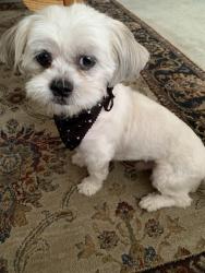 Lost Male Dog last seen Minnequa dr and Del Sol near Diamond Point Elementary , Diamond Bar, CA 91765