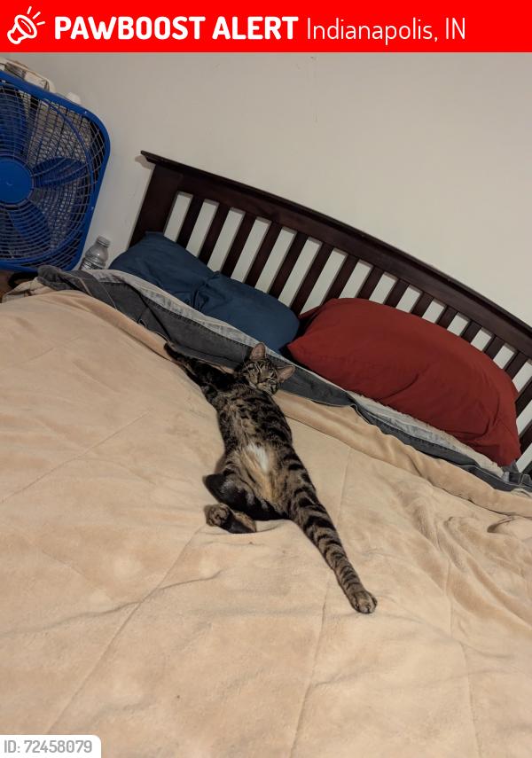 Lost Male Cat last seen 23rd and Butler , Indianapolis, IN 46218