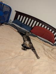 Lost Male Cat last seen 23rd and Butler , Indianapolis, IN 46218