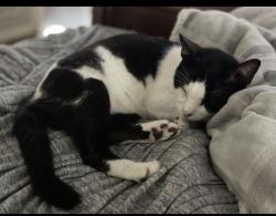 Lost Male Cat last seen Oaks of Devonshire, Spring, TX 77388
