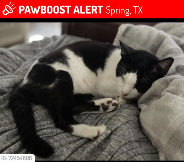 Lost Male Cat last seen Oaks of Devonshire, Spring, TX 77388