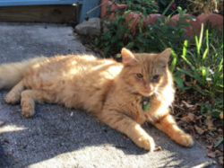 Lost Male Cat last seen end of North Nassau Street , Charleston, SC 29403