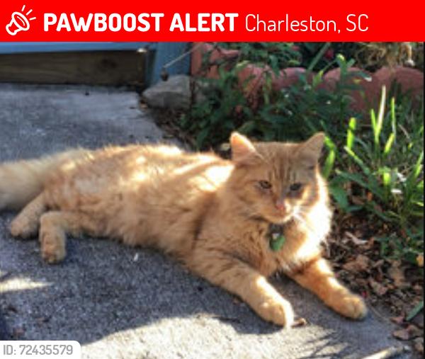 Lost Male Cat last seen end of North Nassau Street , Charleston, SC 29403