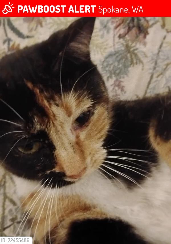Lost Female Cat last seen Lower South Hill 10th & Cannon, Spokane, WA 99204