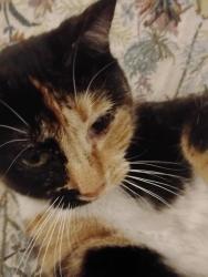Lost Female Cat last seen Lower South Hill 10th & Cannon, Spokane, WA 99204