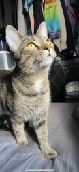 Lost Female Cat last seen Ginghams, Hwy 94, Public Storage 94c Lynnbrook, Hawks Nest, Saint Charles, MO 63303