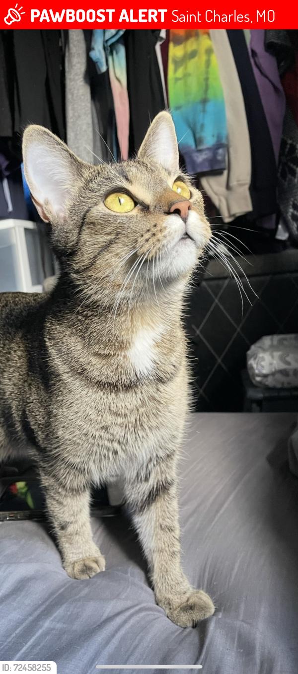Lost Female Cat last seen Ginghams, Hwy 94, Public Storage 94c Lynnbrook, Hawks Nest, Saint Charles, MO 63303