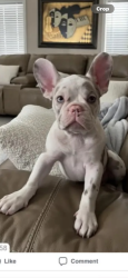 Lost Female Dog last seen Josephine st. Lynwood ca 90262, Lynwood, CA 90262