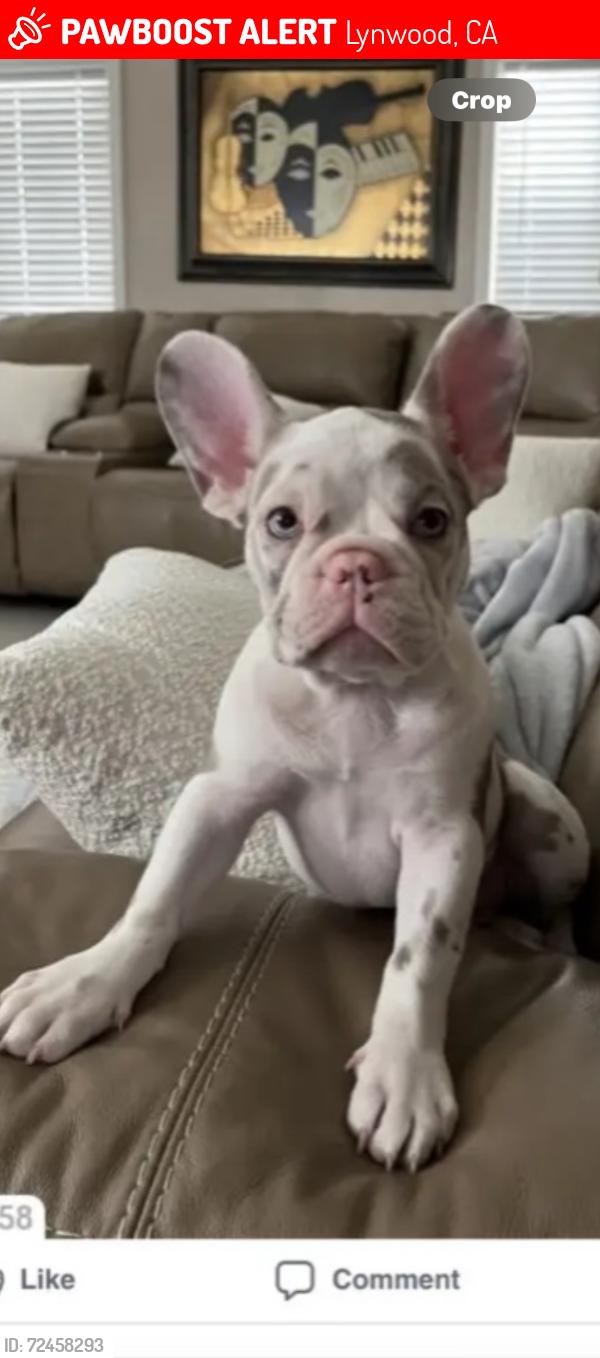 Lost Female Dog last seen Josephine st. Lynwood ca 90262, Lynwood, CA 90262