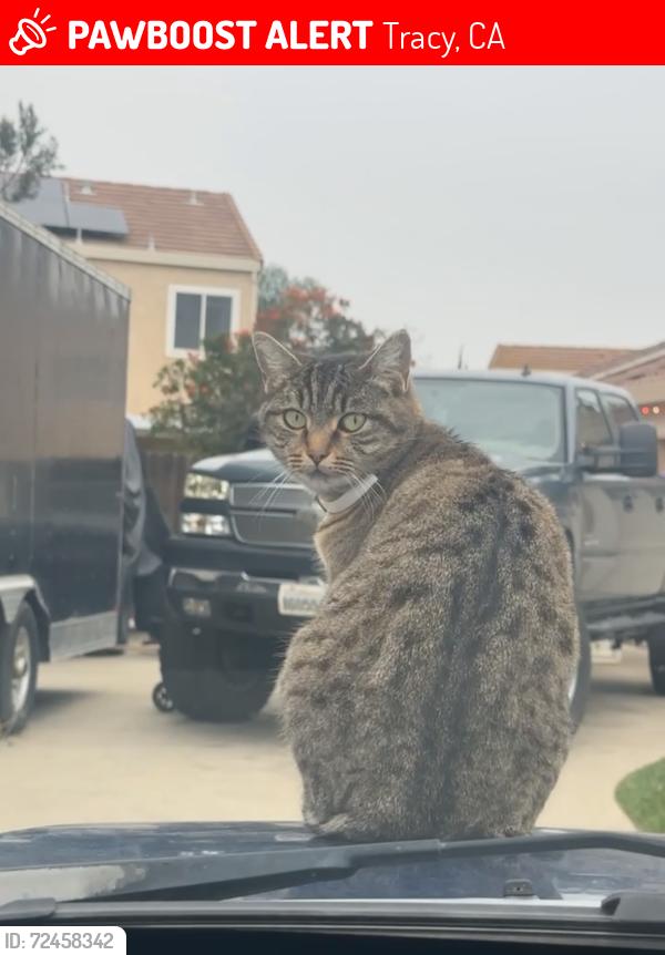 Lost Female Cat last seen Alfred George ct and Joseph damon, Tracy, CA 95377