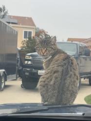 Lost Female Cat last seen Alfred George ct and Joseph damon, Tracy, CA 95377