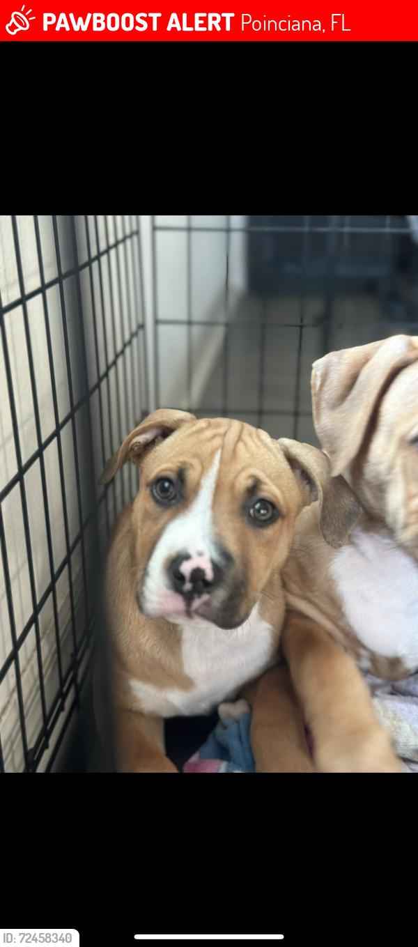 Lost Female Dog last seen marigold, Poinciana, FL 34759