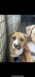 Lost Female Dog last seen marigold, Poinciana, FL 34759