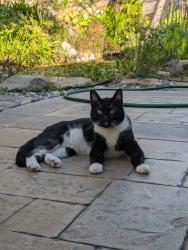 Lost Male Cat last seen Monte viste and Irvine , Costa Mesa, CA 92627