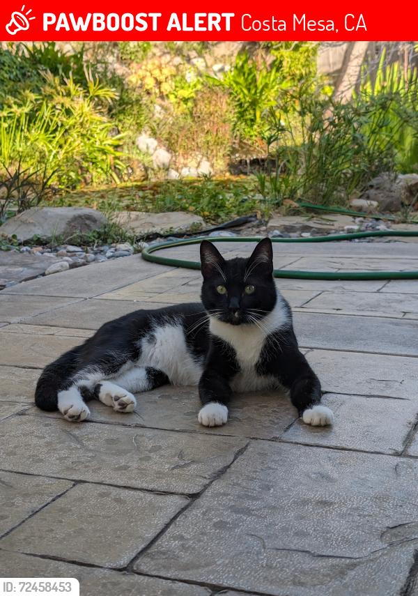 Lost Male Cat last seen Monte viste and Irvine , Costa Mesa, CA 92627
