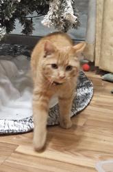 Lost Female Cat last seen Near Midvale dr and Wright rd Janesville wi , Janesville, WI 53546