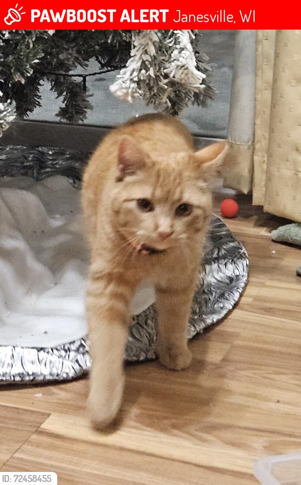 Lost Female Cat last seen Near Midvale dr and Wright rd Janesville wi , Janesville, WI 53546