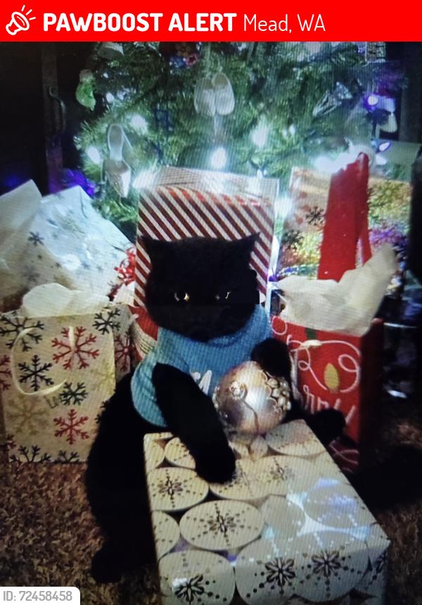 Lost Male Cat last seen Farwell and Market , Mead, WA 99021